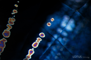 A series of thin-film decrepitation halos decorates the interior of this blue sapphire.