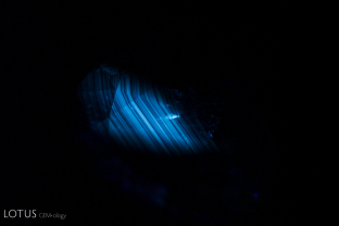 The angular chalky reaction, observable with short wave illumination, provides clear evidence that this blue sapphire was heated.