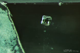 This blocky, transparent crystal stood out in its Zambian emerald host. Analysis with micro Raman revealed that it is fluorophlogopite.