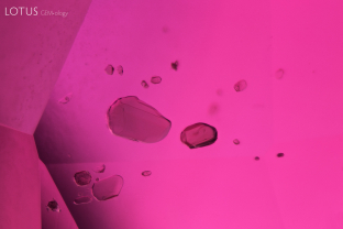 Amphibole crystals like these (which were identified with micro Raman) are a common inclusion found in Mozambique ruby. This is unsurprising because these rubies grow in amphibolite. When observed with transmitted light, we can see that the amphibole crystals have a dark greenish body color. It can be helpful to use a white filter to see the color of the crystals.