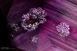 Mica crystals, identified here with micro Raman, are common feature in Mozambique ruby. They often have “rosettes” of thin films surrounding them as depicted in this photomicrograph.
