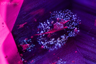 Mica crystals, identified here with micro Raman, are common feature in Mozambique ruby. They often have “rosettes” of thin films surrounding them as depicted in this photomicrograph.