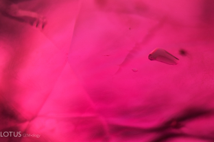 When viewed in transmitted light, this crystal in a Mozambique ruby displays a slightly greenish color. This hints that it might be an amphibole crystal. We confirmed this hypothesis with micro Raman.