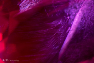 Cottony heated diaspore silk in a ruby from Jegdalek, Afghanistan.