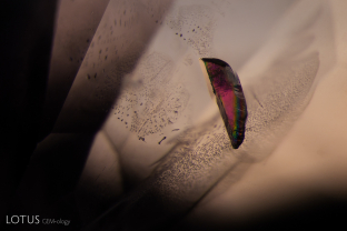 Between crossed polars, this apatite crystal (identified with micro Raman) displays bright interference colors.