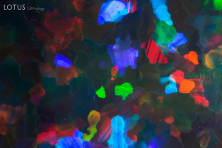 This opal displays a bright play-of-color effect. Opal is made up of a three dimensional array of silica spheres. If the spheres are the right size, light diffracts between the spheres to create the play of color effect. The rarest and most prized pieces tend to display areas with red color.