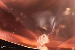 The frosty white surface and reflective fissure around this crystal, likely mica, suggest that this sapphire was heated.