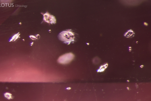 The small fissures around these zircon crystals provide evidence that the sapphire they are suspended in has been subject to heat treatment.