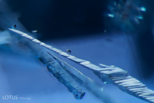 Stairway to heaven. Elongated apatite crystals, identified with micro Raman, extend across this dramatic inclusion scene in an untreated sapphire.