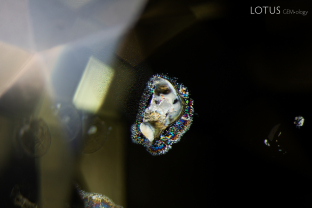 A beautiful iridescent  rosette pattern appeared around this crystal when illuminated with fiber optic light. The crystal in the center is likely mica.
