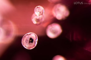 Numerous rounded crystals were suspended in this spinel. Analysis with micro Raman determined that they are apatite crystals with a black graphite platelet in the center.