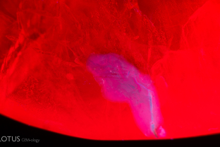 When illuminated with a longwave ultraviolet torch, an area filled with waxy varnish displayed a chalky appearance on this ruby.