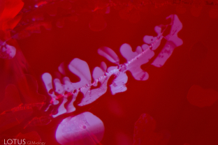 When the fissure in this ruby is illuminated with a longwave UV torch, a dendritic pattern where filler is present can be easily seen.