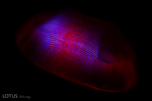 The curved striae in this synthetic ruby become clear when the stone is viewed under shortwave ultraviolet illumination. Between the striae streams of gas bubbles can also be observed.