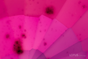On rare occasions, we encounter synthetic gems that have been subjected to heat or diffusion treatment. Here we see concentration of diffused color around pits in a diffusion-treated synthetic ruby.
