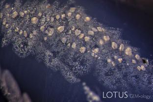 Negative crystals filled with an unknown substance (microRaman suggests they could be diaspore) in a sapphire from India’s famous Kashmir mines near Sumjam. Each is surrounded by small decrepitation halos that are parallel to the basal plane.
