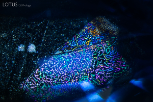 Iridescent thin films in this fingerprint create a stunning display of color in their sapphire host.