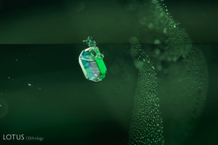 A cluster of apatite crystals, both prismatic and rounded, is a charming guest in this tsavorite garnet. The crystals were identified with micro Raman.