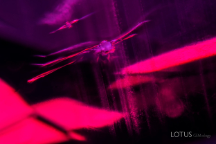 When a gem is heated, it and everything contained in it expands, governed by each material’s coefficient of thermal expansion. Should an included crystal expand more than the host, the result is a tension fissure, such as this around a mica crystal in this heated Mozambique ruby.