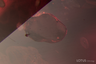 When observed with reflected light, this cavity in a ruby displays a clear difference in luster when compared to the surrounding corundum. This lower luster and the gas bubble visible in the bottom right corner provide evidence that the stone has been glass filled.