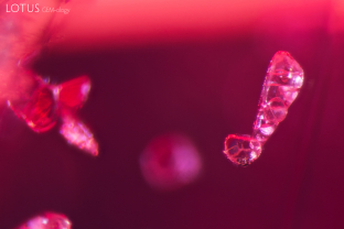 These exclamation mark-shaped crystals make a strong statement in their spinel host. They were identified as dolomite using Raman spectroscopy.