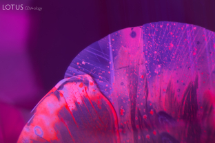 Reminiscent of a butterfly wing, the staining on the fissure in this ruby creates a beautiful pattern.