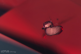 The heat treatment of spinel is quite rare, but not unknown and most of the stones are of a purplish red color. Here we see heat-damaged crystals in a Burma spinel. The best way to identify heat treatment in spinel is generally via the photoluminescence (PL) spectrum, rather than inclusions.