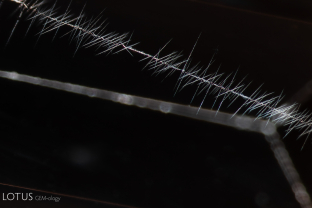 Dislocations in this spinel mimic the appearance of barbed wire.