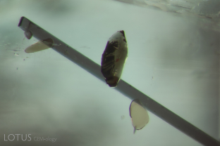 A tourmaline rod (possibly fluor-dravite) and a few phlogopite mica crystals decorate the interior of this emerald from Zambia.
