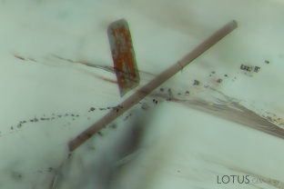 Two tourmaline crystals, one epigenetically stained with iron-oxides, are trapped with several blocky 2-phase inclusions in this Zambian emerald.