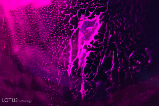 A fingerprint, or partially healed fissure, in a heated Thai ruby. Note the rounded, slightly melted edges.