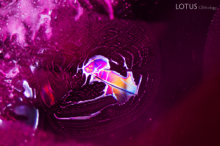 A melted fingerprint with drippy channels in a heated flux grown synthetic ruby.