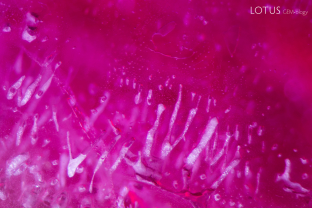 Frosty “flux icicles” in a heated flux grown synthetic ruby.