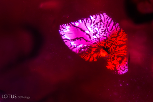 A small crystal, probably hematite, is surrounded by a metallic fissure with a dendritic pattern. Metallic crystals are commonly seen in rubies from the Baringo area.