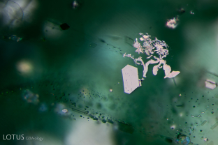 The whomping willow. Iridescent platelets (likely ilmenite), one hexagonal and others irregular in shape, stand out against a verdant background in this Zambian emerald.