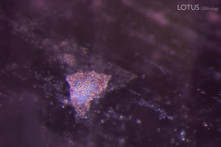While still rare in the market, some spinels are heat treated. We identified that this stone was heated through a combination of the PL (photoluminescence) spectrum and the inclusions. In this case, the dotted planes that we see may be remnants of the oriented lamellae sometimes seen in Tanzanian spinel.
