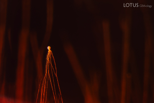 A small, rounded crystal accompanied by several elongated, slender tubes stands out in this spessartine garnet. These spindly inclusions evoke a Tim Burton-esque aesthetic.