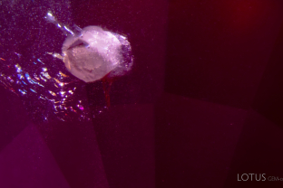 Within this heated red spinel from the Mahenge region of Tanzania, lies a large crystal (possibly apatite or a carbonate) that exhibits signs of heat damage, specifically the frosted appearance; attached to the crystal is an iridescent plane of thin-films. Additionally, fine remnants of partially dissolved silk (likely högbomite) are scattered across the stone.