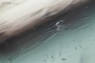 Although previously thought to be exclusive to Colombian emeralds, three-phase fluid inclusions can be found in emeralds from many different deposits. In this example, two fluid inclusions appear to be sharing one solid phase (probably halite).