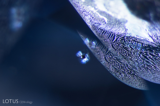 A tiny winged crystal, likely uraninite, peeks out from behind a fingerprint in this untreated Sri Lankan sapphire.