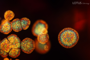 Thin film decrepitation inclusions create a firework display in this beryllium diffused orange sapphire. These likely developed as a consequence of the sapphire being heat treated.