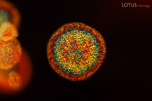 Thin film decrepitation inclusions create a firework display in this beryllium diffused orange sapphire. These likely developed as a consequence of the sapphire being heat treated.