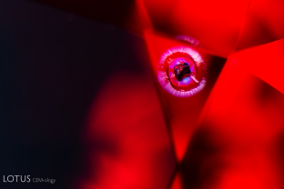 Octahedral crystals like this one are a classic inclusion in spinel, echoing the crystal structure of their host.