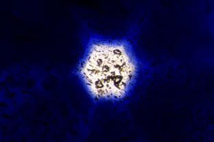 This dark blue sapphire from a metamorphic source was sliced thin perpendicular to the c-axis, revealing a pale yellow core with a concentration of transparent birefringent crystals.