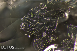 Tourmaline typically forms in pegmatites. While secondary fluid inclusions (trichites) are common, this cuprian tourmaline contained not just trichites, but inclusions that resembled trapped oil in the fissures.