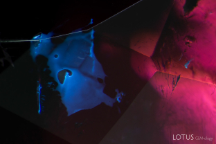 An irregular within the fissure of this rubellite tourmaline displays a chalky blue fluorescence when examined under the longwave UV torch. This reaction indicates the presence of filler.