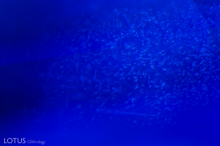 Blue velvet. When magnified, a delicate cloud of snowflake-like particle clusters can be observed in this sapphire. The particles diffuse the light, giving the stone its signature velvety glow.