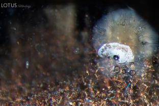 This basalt related sapphire contains a richly varied inclusion scene. We can observe negative crystals, thin films, as well as irregular “silk” particles in this stone.