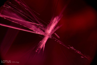 Unusual star-like radiating fibers in this natural red spinel.