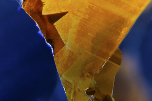 An orange iron-stained fissure contrasts sharply with the blue body color of this sapphire from Nigeria’s Mambilla region.